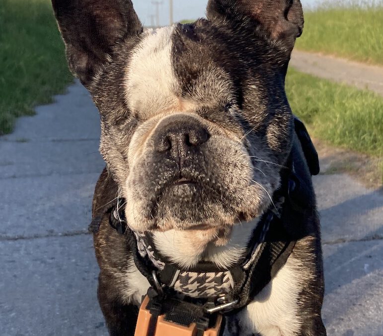 Blind Sight Dog Sonar – Revolutionäres Hilfsmittel für blinde Hunde