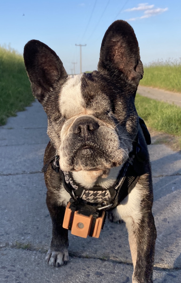 Die blinde Hündin Noa von Vivien Wittig mit ihrem BlindSight Dog Sonar - Hilfsmittel für blinde Hunde