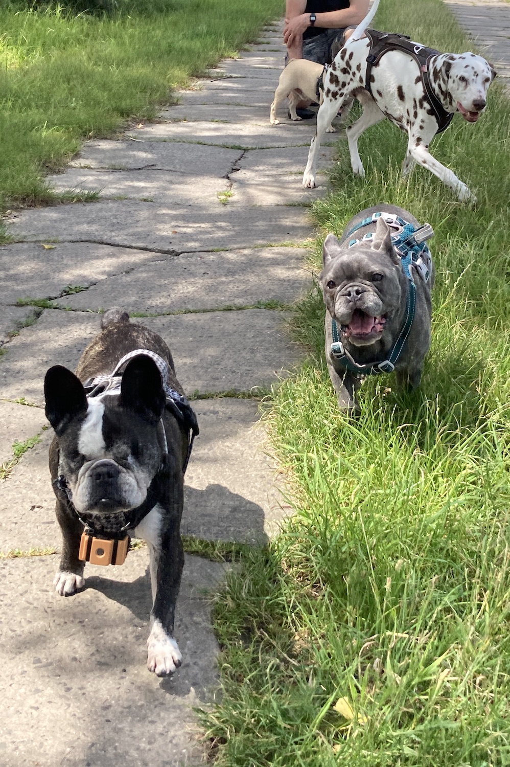 Die blinde Hündin Noa von Vivien Wittig mit ihrem BlindSight Dog Sonar - Hilfsmittel für blinde Hunde