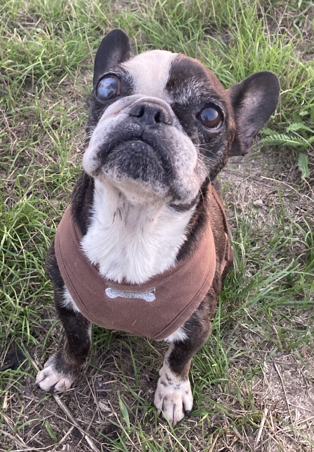 Französische Bulldogge Noa mit Glaukom und Leishmaniose vor Augenentfernung OP