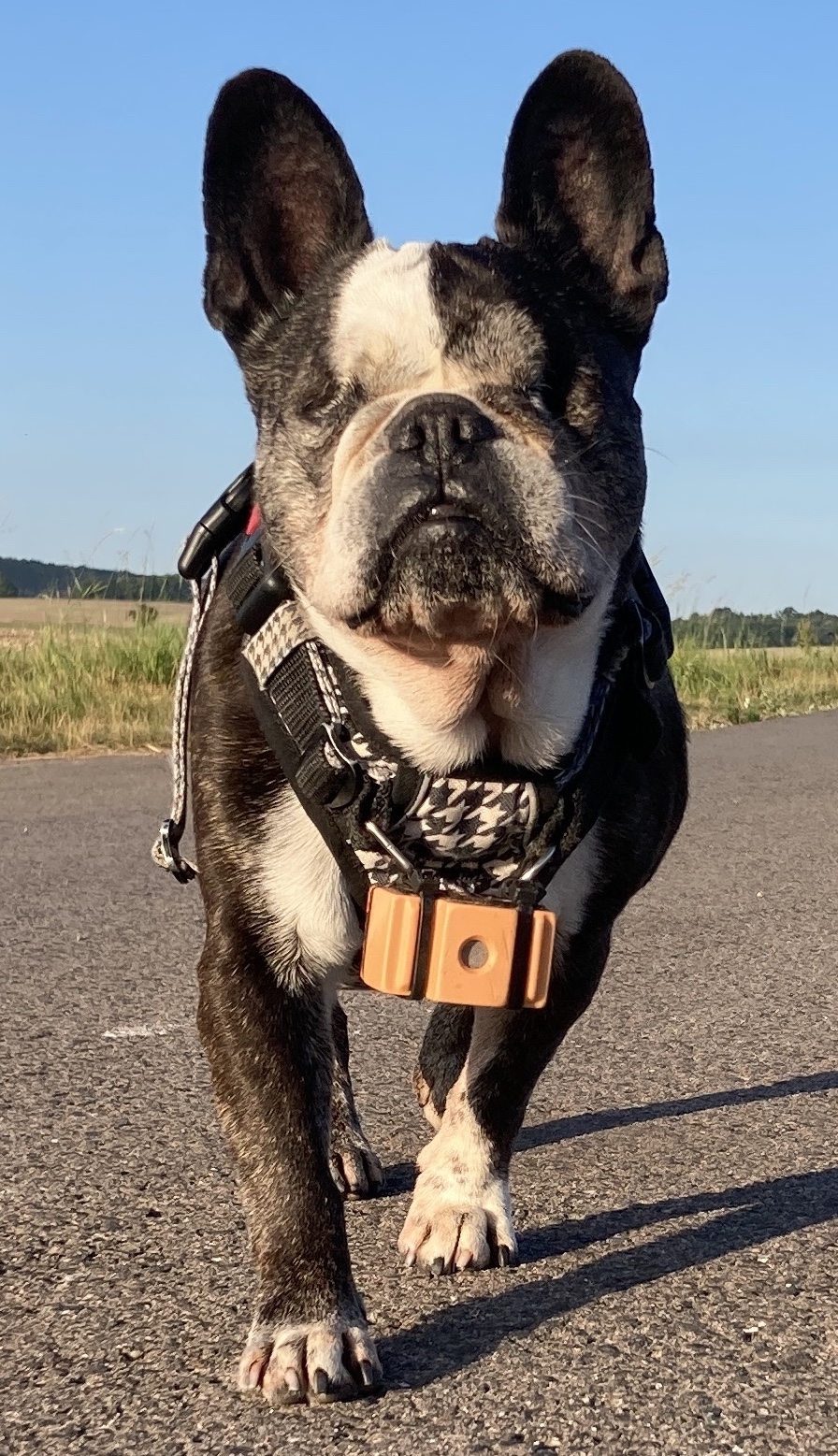 Blinde Hunde-Dame Noa mit BlindSight Dog Sonar hochkant