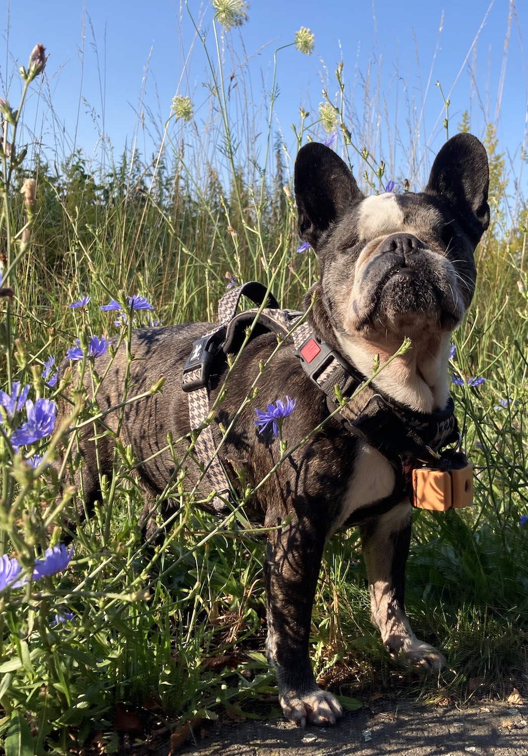 Blinde Französische Bulldogge Noa mit BlindSight Dog Sonar in blauen Blumen