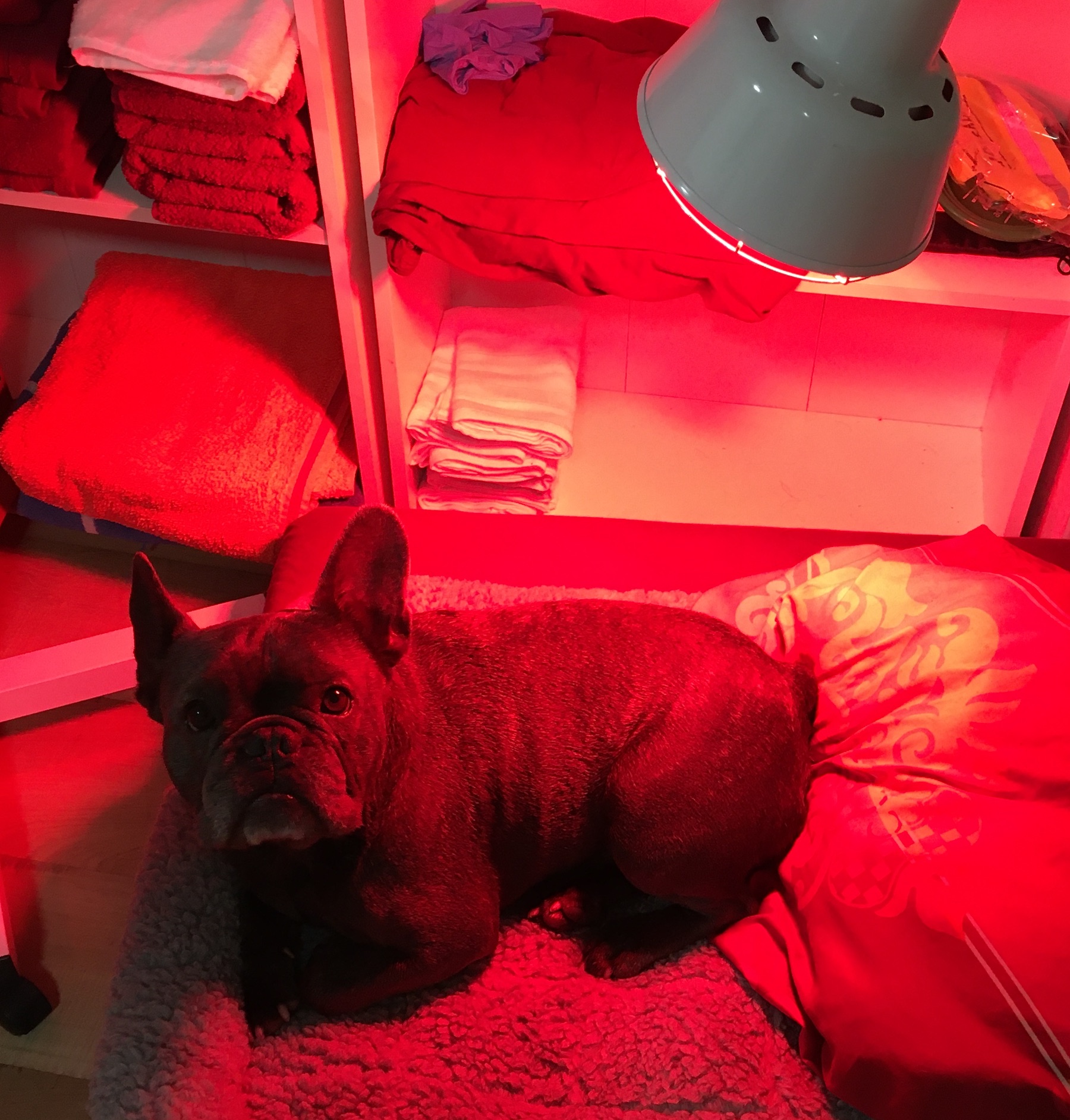 Frenchie Quincy liegt in der Physiotherapie Vivien Wittig unter der Rotlichtlampe zur Wärmetherapie