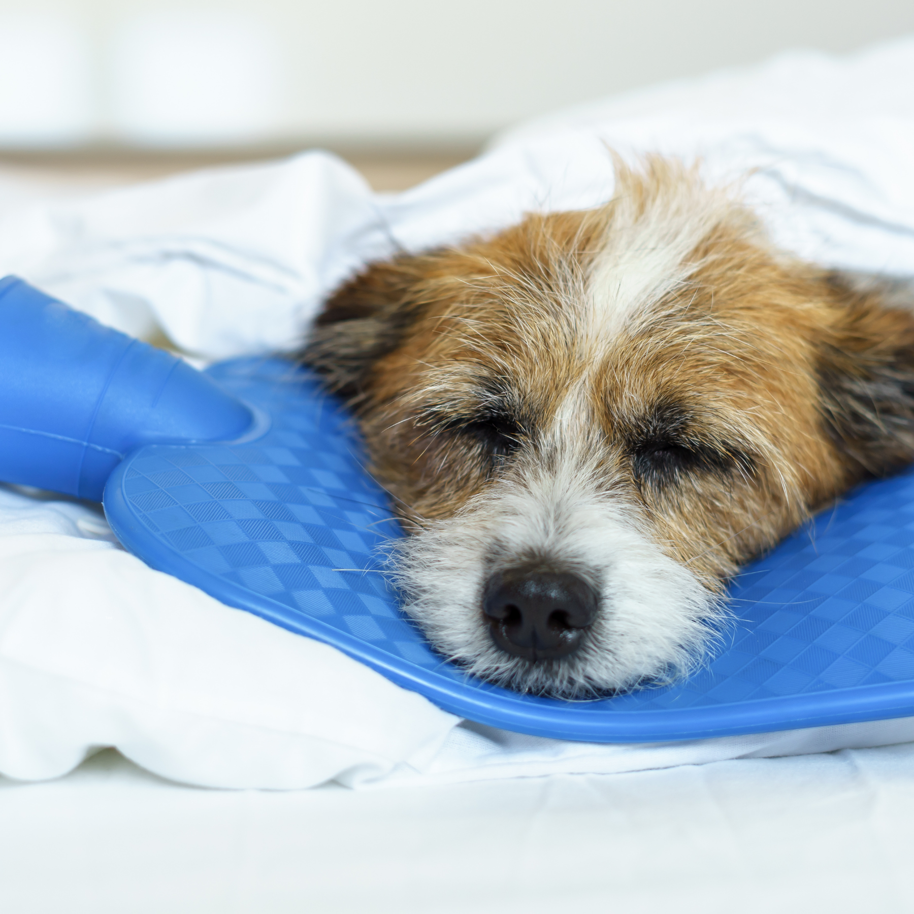 Kranker Hund liegt mit dem Kopf auf einer Wärmflasche Wärmetherapie