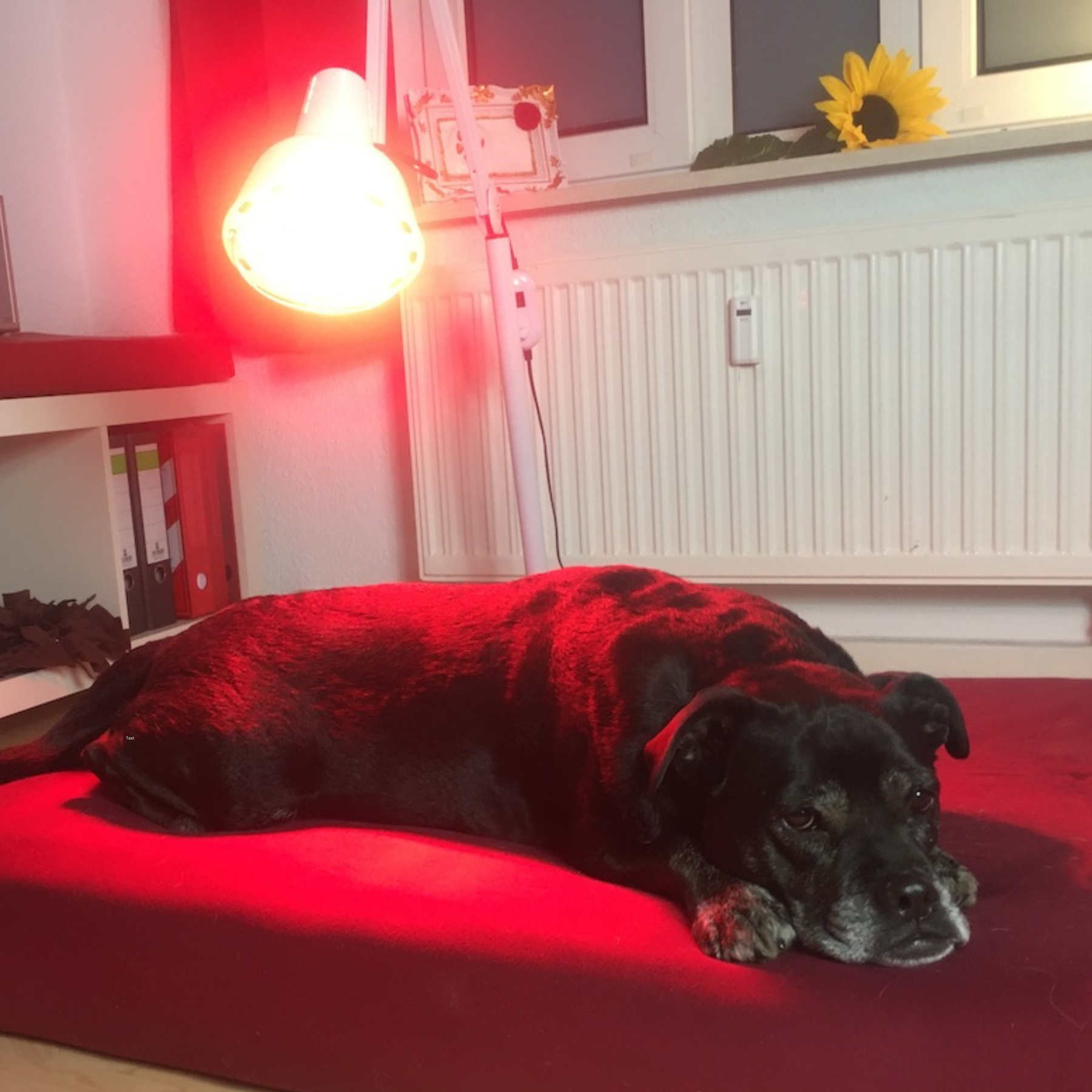 Bulldogge Happy liegt in der Physiotherapie Vivien Wittig unter der Rotlichtlampe zur Wärmetherapie